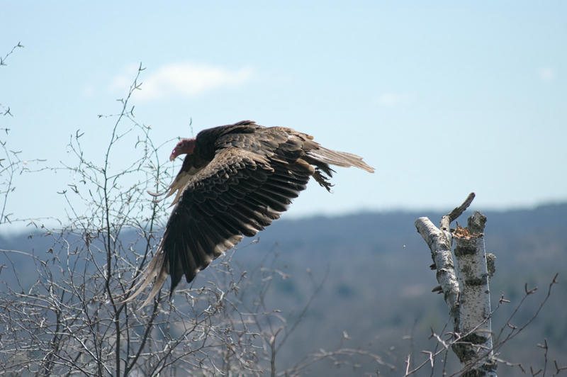 A turkey vulture flying, having just left its perch